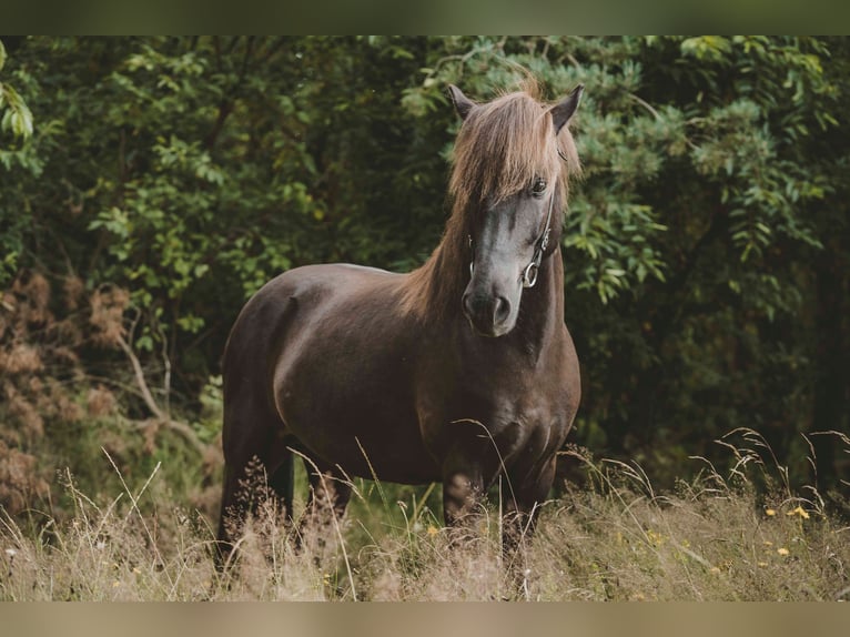 Caballos islandeses Caballo castrado 7 años 136 cm Negro in Buchholz in der Nordheide