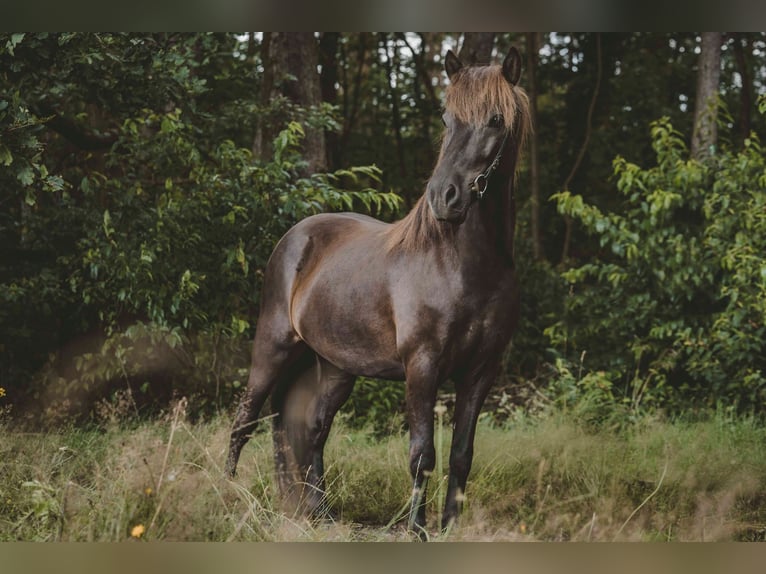 Caballos islandeses Caballo castrado 7 años 136 cm Negro in Buchholz in der Nordheide