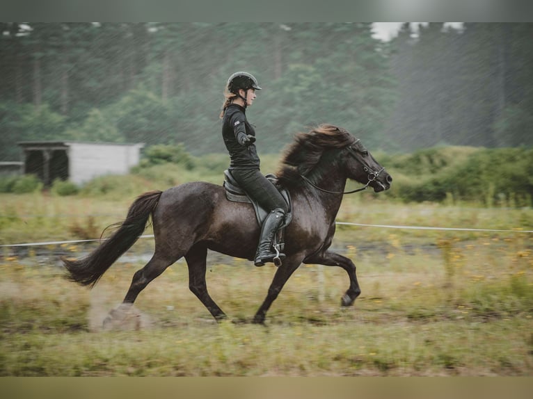 Caballos islandeses Caballo castrado 7 años 136 cm Negro in Buchholz in der Nordheide