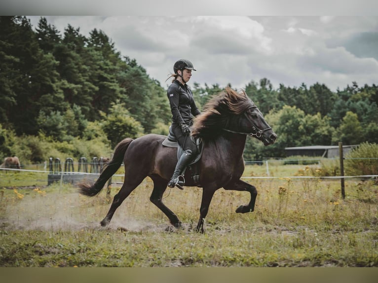 Caballos islandeses Caballo castrado 7 años 136 cm Negro in Buchholz in der Nordheide