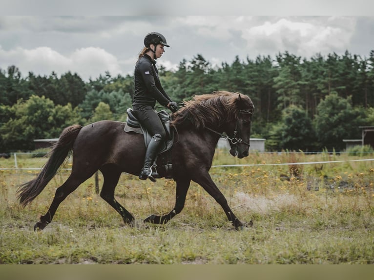 Caballos islandeses Caballo castrado 7 años 136 cm Negro in Buchholz in der Nordheide