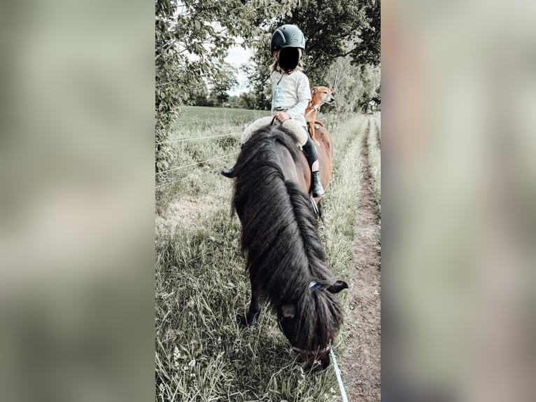 Caballos islandeses Caballo castrado 7 años 136 cm Negro in Appen