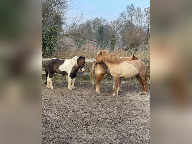 Caballos islandeses Caballo castrado 7 años 136 cm Pío in Nienhagen