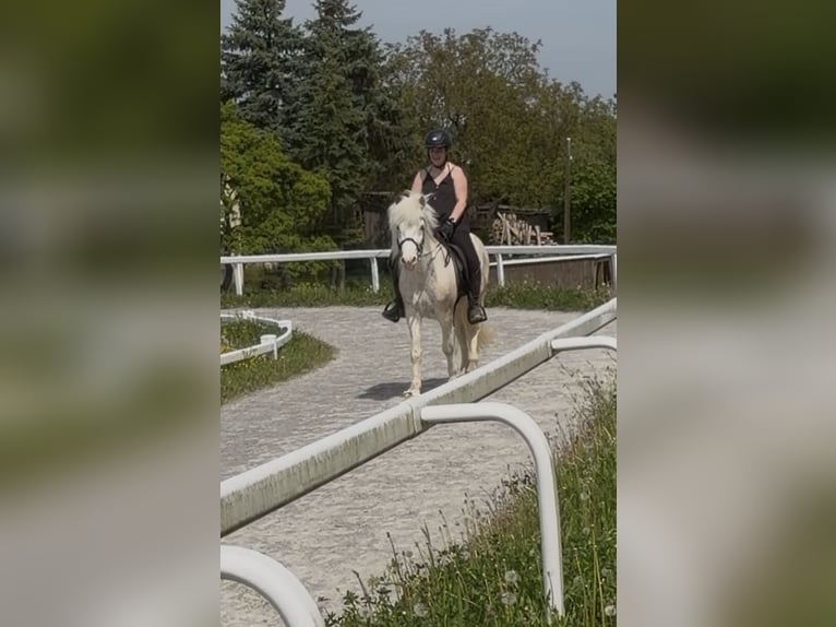 Caballos islandeses Caballo castrado 7 años 137 cm  in Mühlhausen
