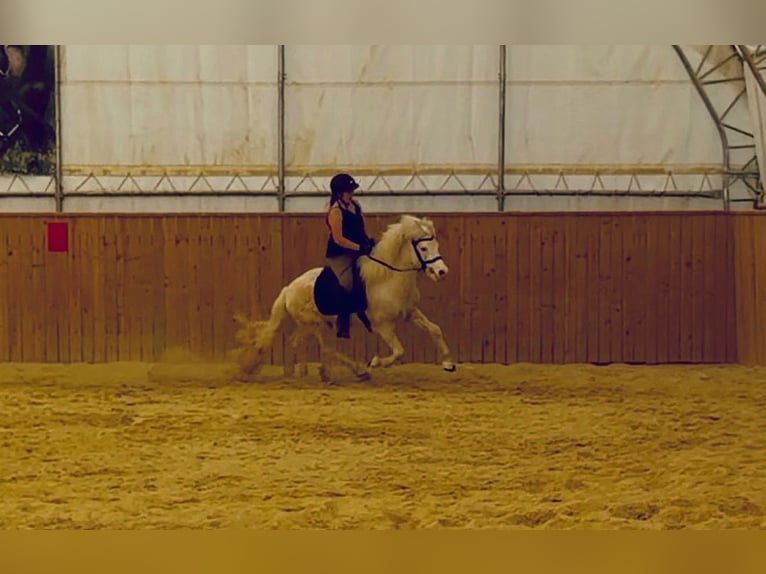 Caballos islandeses Caballo castrado 7 años 137 cm  in Mühlhausen