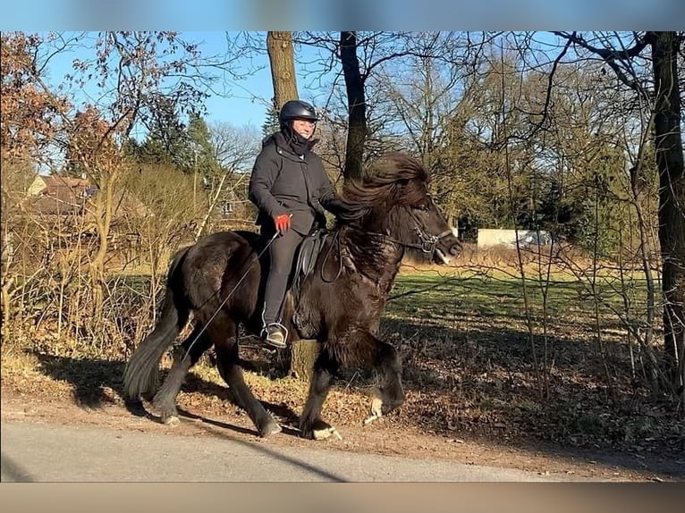 Caballos islandeses Caballo castrado 7 años 137 cm Negro in Schneverdingen