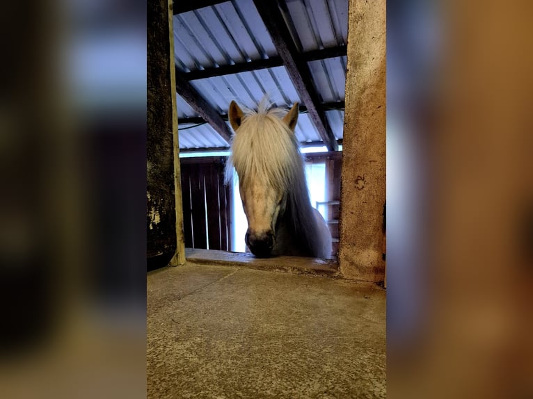 Caballos islandeses Caballo castrado 7 años 137 cm Palomino in Künten