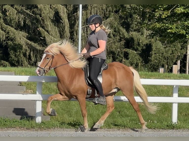 Caballos islandeses Caballo castrado 7 años 138 cm Alazán in Schechen