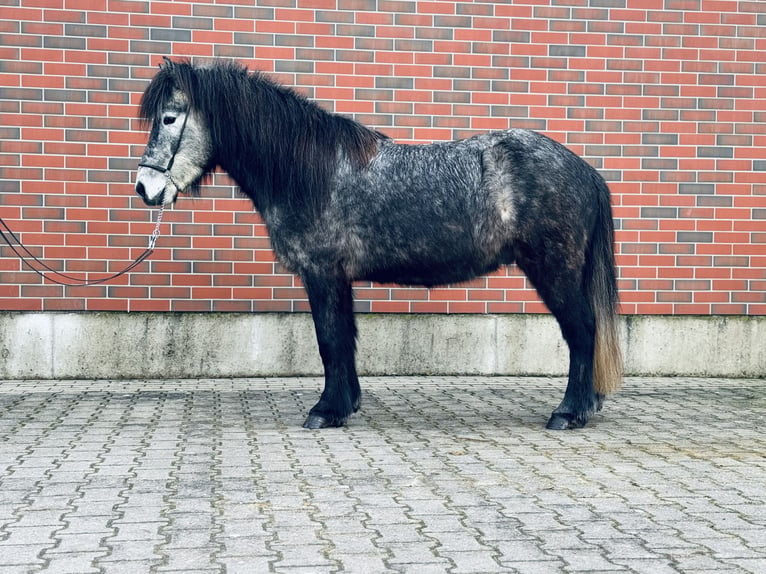 Caballos islandeses Caballo castrado 7 años 139 cm Tordo in Zweibrücken