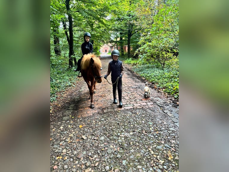 Caballos islandeses Caballo castrado 7 años 140 cm Alazán in Schwarme