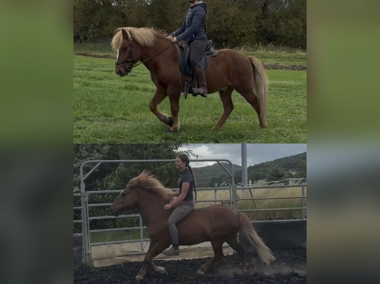 Caballos islandeses Caballo castrado 7 años 140 cm Alazán-tostado in Kaufungen