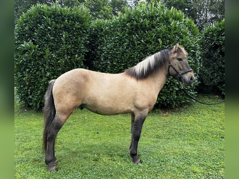 Caballos islandeses Caballo castrado 7 años 140 cm Bayo in Nettersheim