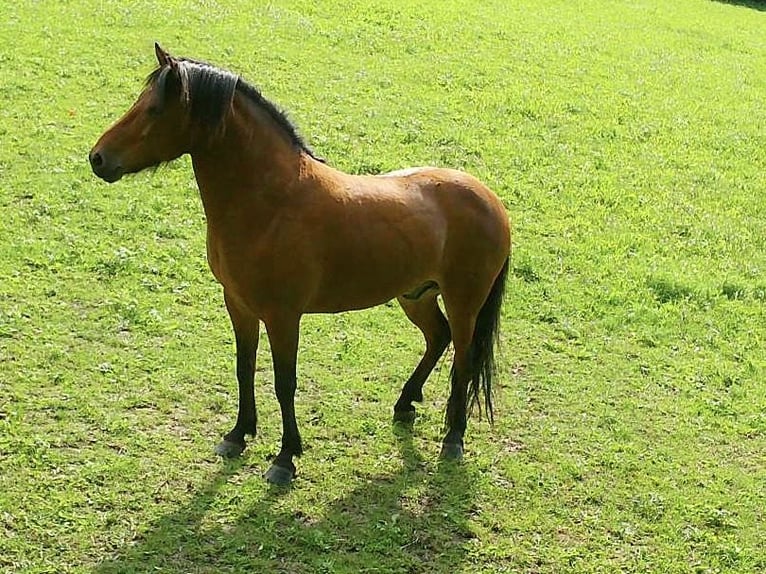 Caballos islandeses Caballo castrado 7 años 140 cm Castaño in Aalen
