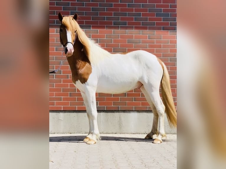 Caballos islandeses Caballo castrado 7 años 140 cm Pío in Zweibrücken