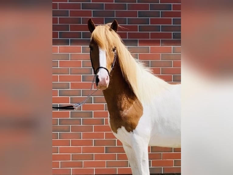 Caballos islandeses Caballo castrado 7 años 140 cm Pío in Zweibrücken