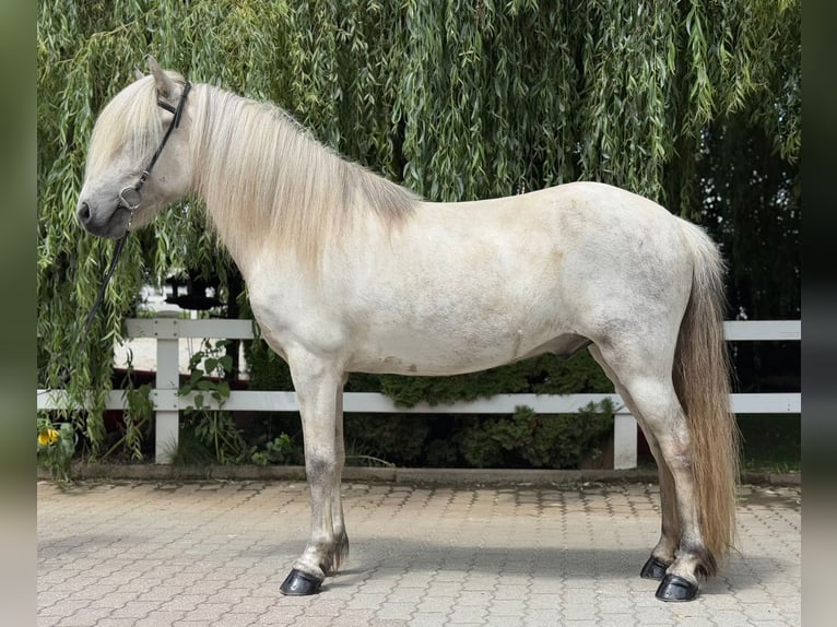 Caballos islandeses Caballo castrado 7 años 140 cm Tordo in Lochen am See
