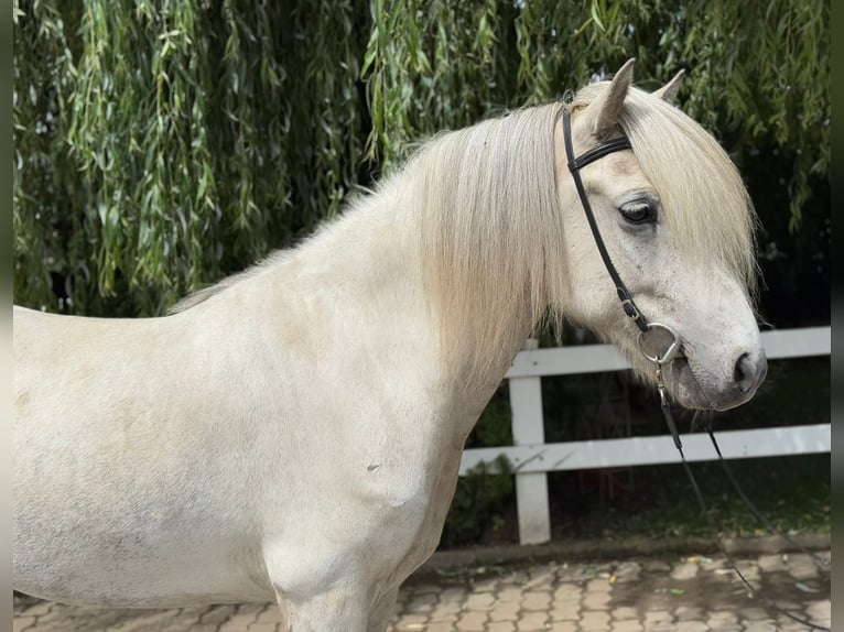 Caballos islandeses Caballo castrado 7 años 140 cm Tordo in Lochen am See
