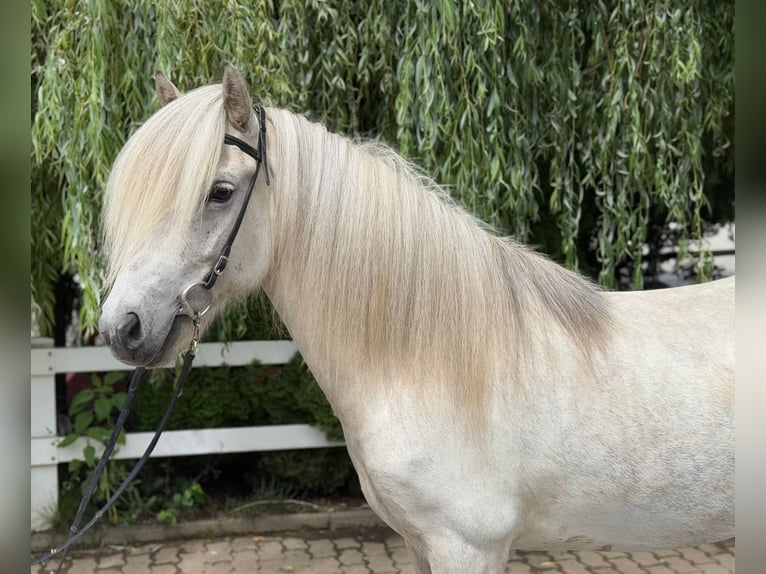 Caballos islandeses Caballo castrado 7 años 140 cm Tordo in Lochen am See