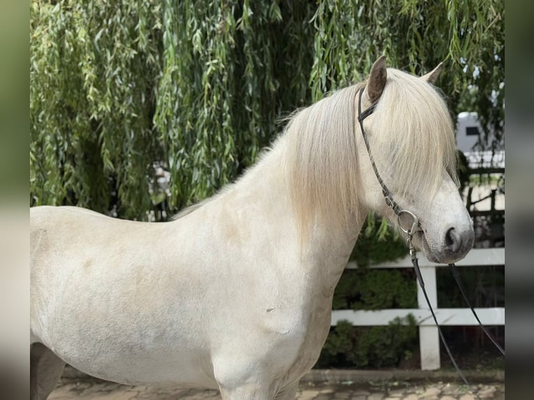 Caballos islandeses Caballo castrado 7 años 140 cm Tordo in Lochen am See