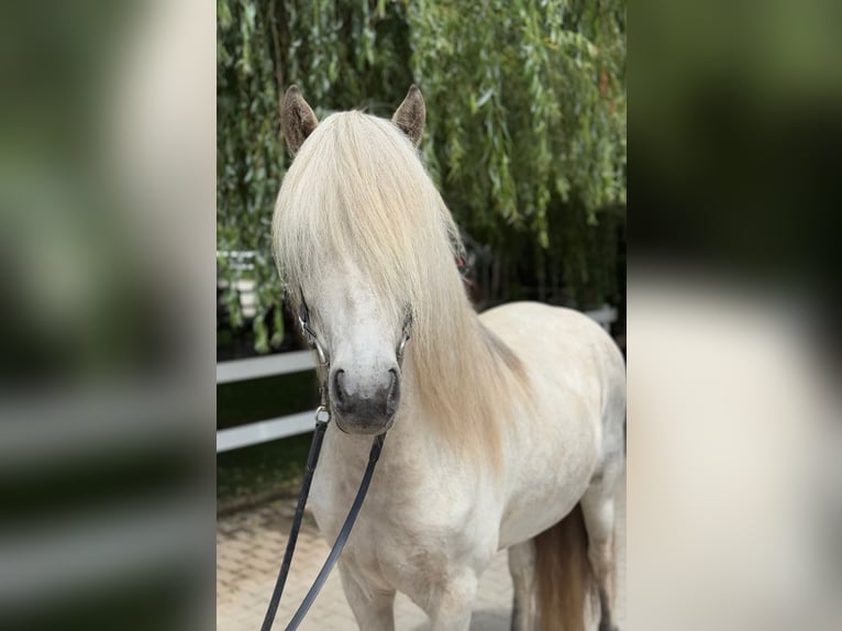 Caballos islandeses Caballo castrado 7 años 140 cm Tordo in Lochen am See