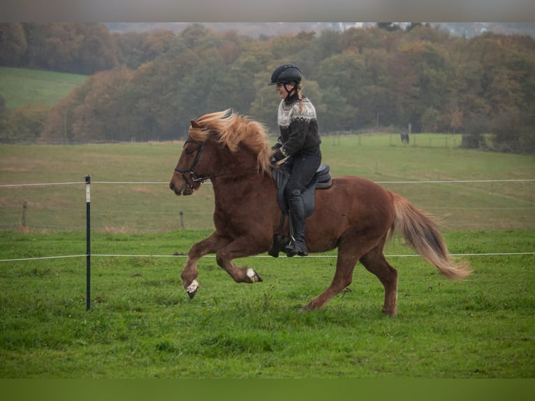 Caballos islandeses Caballo castrado 7 años 141 cm Alazán in Wuppertal