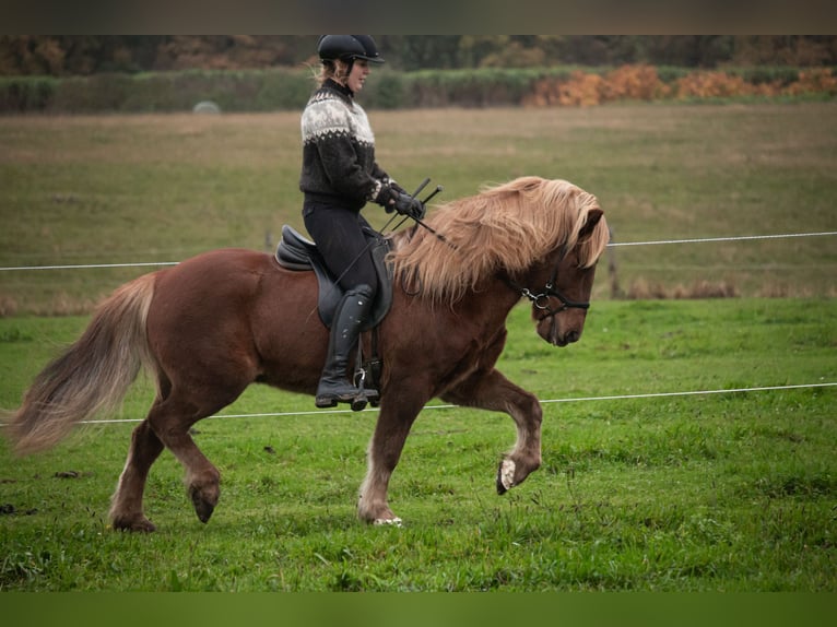 Caballos islandeses Caballo castrado 7 años 141 cm Alazán in Wuppertal