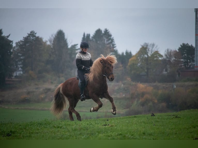 Caballos islandeses Caballo castrado 7 años 141 cm Alazán in Wuppertal