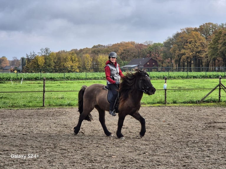 Caballos islandeses Caballo castrado 7 años 141 cm Bayo in Waldfeucht