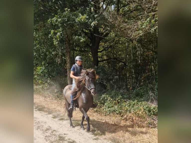 Caballos islandeses Caballo castrado 7 años 141 cm Bayo in Waldfeucht