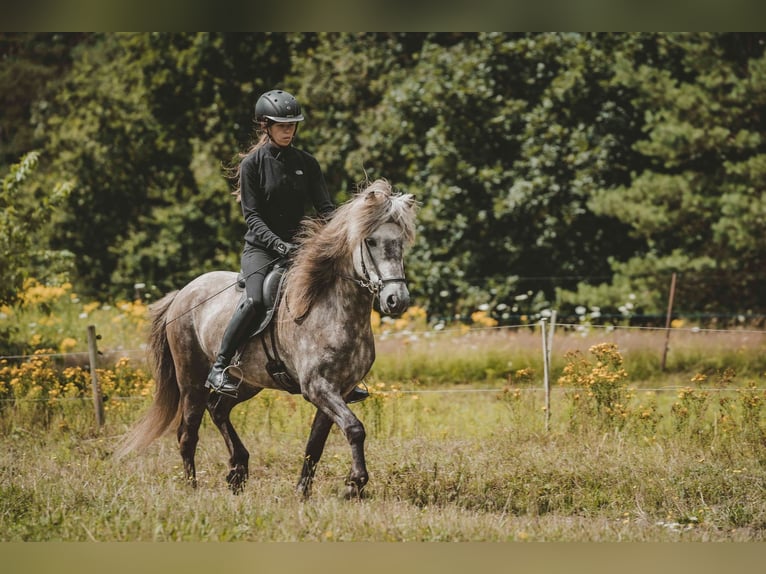 Caballos islandeses Caballo castrado 7 años 141 cm Tordo in Buchholz in der Nordheide