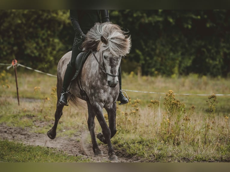 Caballos islandeses Caballo castrado 7 años 141 cm Tordo rodado in Buchholz in der Nordheide