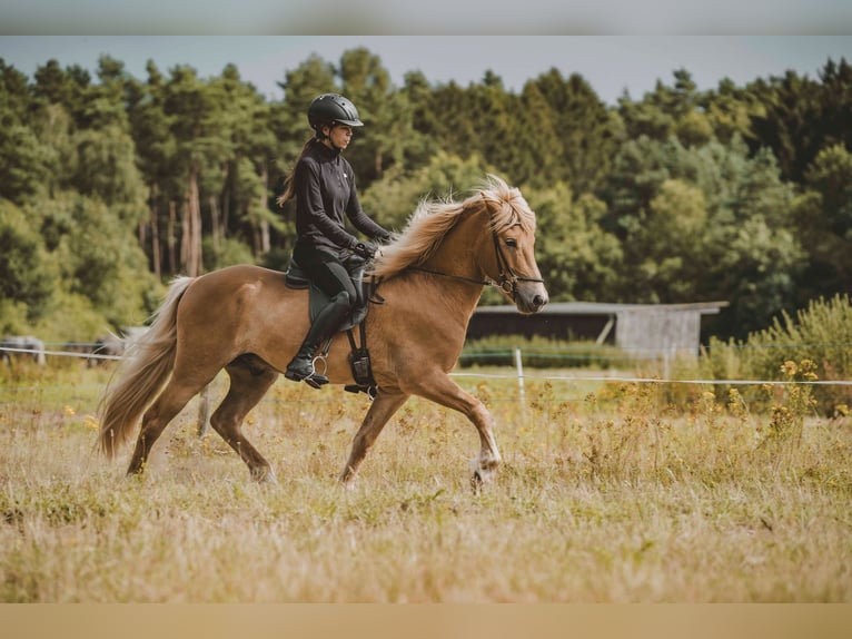 Caballos islandeses Caballo castrado 7 años 142 cm Alazán in Buchholz in der Nordheide