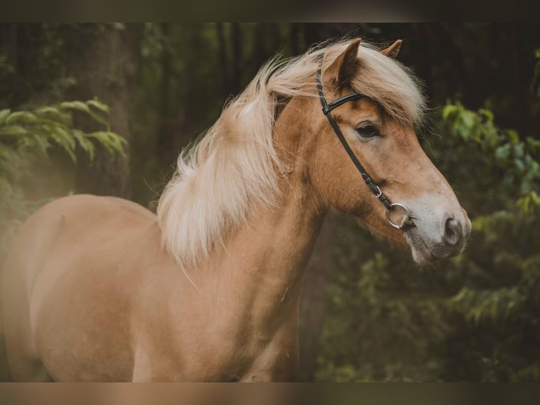 Caballos islandeses Caballo castrado 7 años 142 cm Alazán in Buchholz in der Nordheide