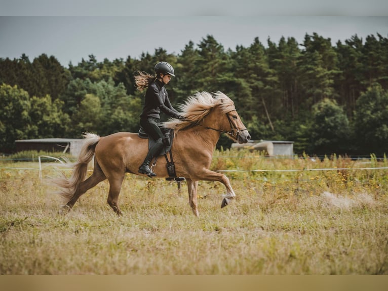 Caballos islandeses Caballo castrado 7 años 142 cm Alazán in Buchholz in der Nordheide