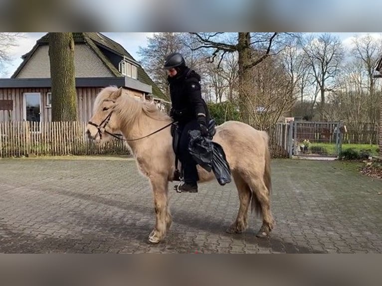 Caballos islandeses Caballo castrado 7 años 142 cm Palomino in Schneverdingen