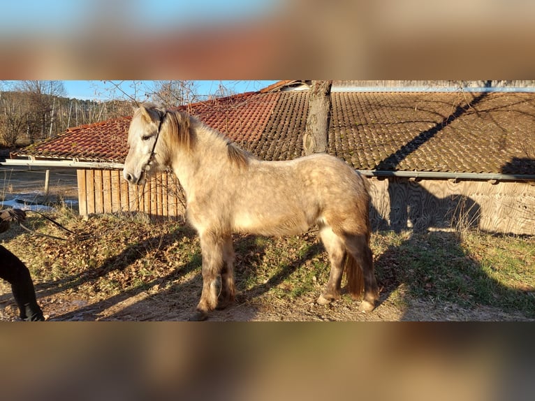 Caballos islandeses Caballo castrado 7 años 142 cm Tordo in Spalt