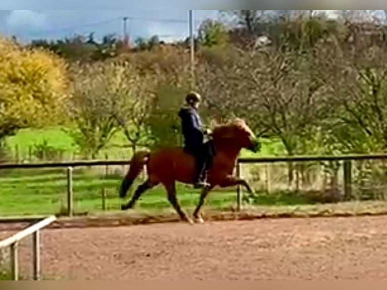 Caballos islandeses Caballo castrado 7 años 143 cm Alazán in Blieskastel