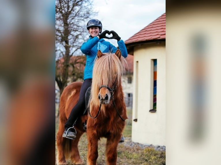 Caballos islandeses Caballo castrado 7 años 143 cm Alazán in Taufkirchen an der Trattnach