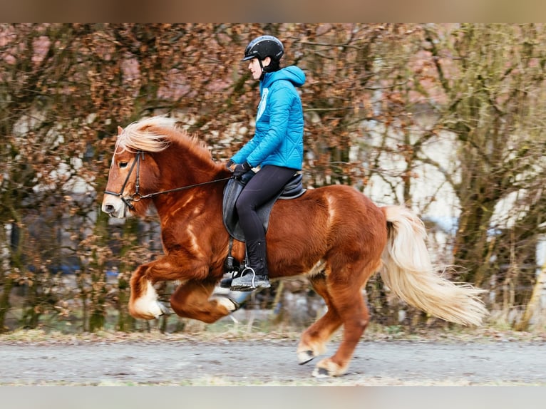 Caballos islandeses Caballo castrado 7 años 143 cm Alazán in Taufkirchen an der Trattnach