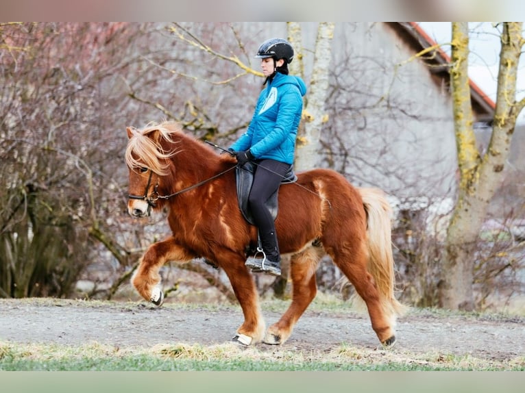 Caballos islandeses Caballo castrado 7 años 143 cm Alazán in Taufkirchen an der Trattnach