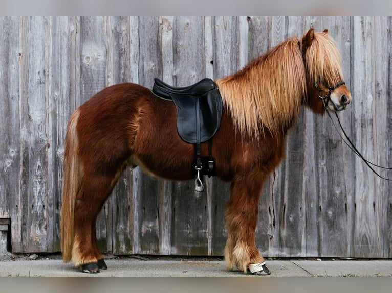 Caballos islandeses Caballo castrado 7 años 143 cm Alazán in Taufkirchen an der Trattnach