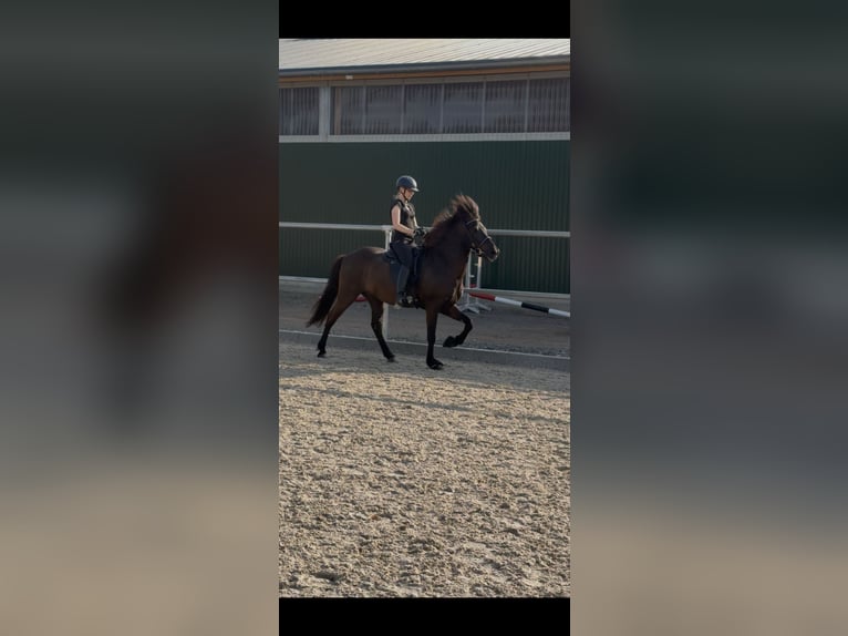 Caballos islandeses Caballo castrado 7 años 143 cm Negro in Bad Emstal
