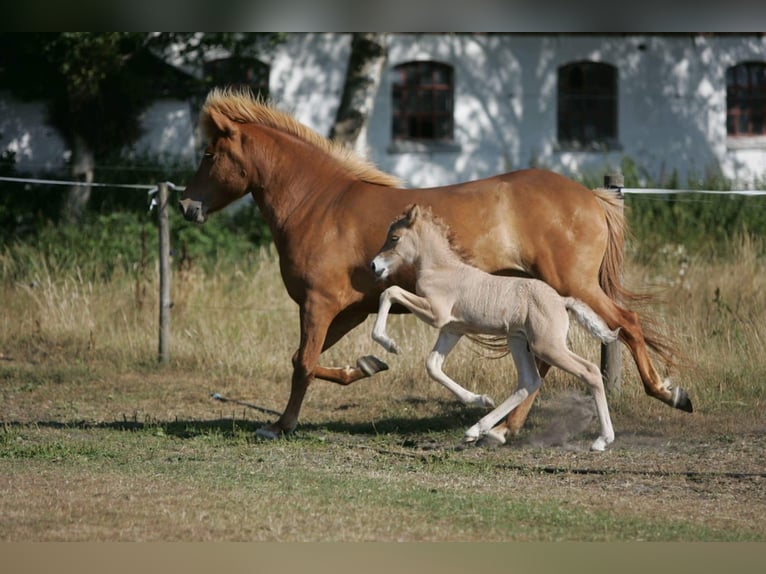 Caballos islandeses Caballo castrado 7 años 144 cm Bayo in Soltau