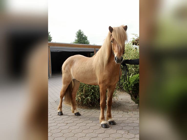 Caballos islandeses Caballo castrado 7 años 144 cm Bayo in Soltau
