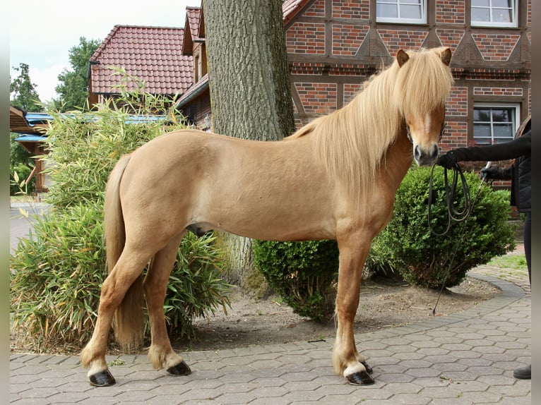Caballos islandeses Caballo castrado 7 años 144 cm Bayo in Soltau