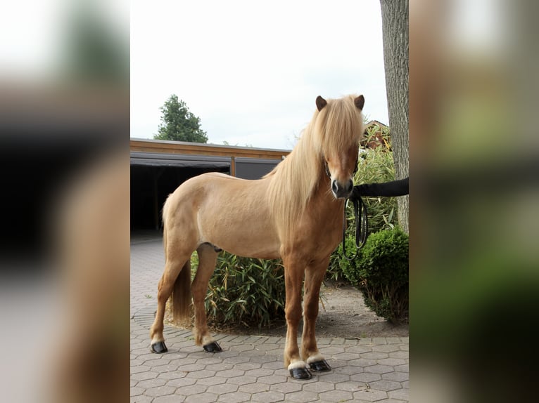 Caballos islandeses Caballo castrado 7 años 144 cm Bayo in Soltau