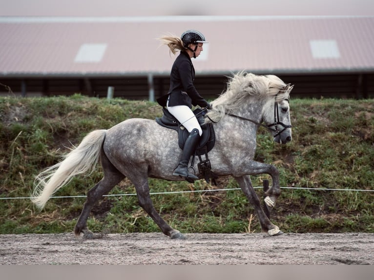 Caballos islandeses Caballo castrado 7 años 145 cm Tordo in Lehmrade