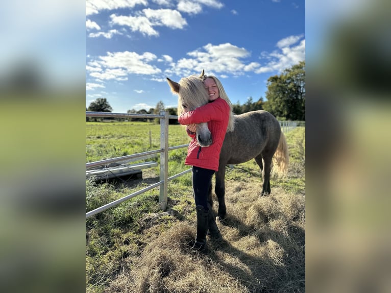 Caballos islandeses Caballo castrado 7 años 145 cm Tordo in Lehmrade