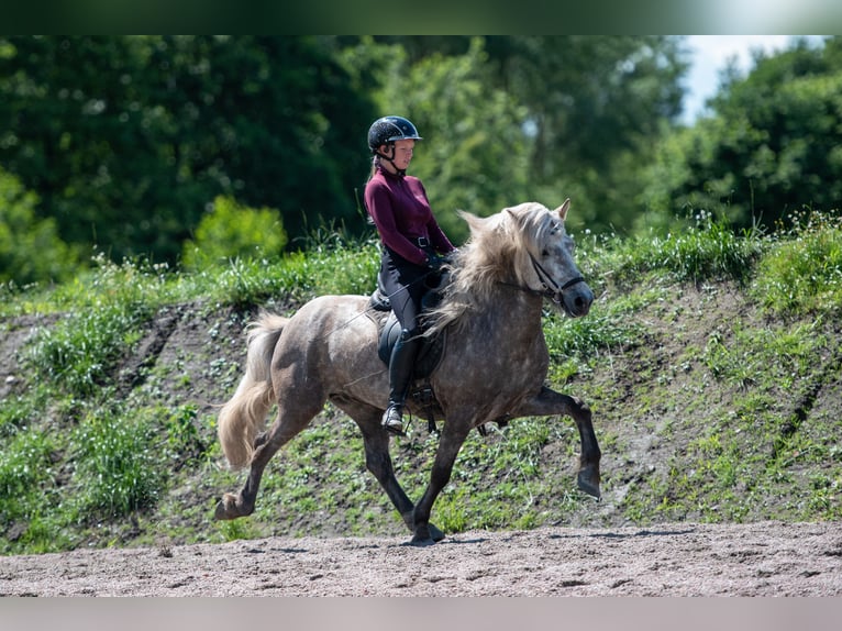 Caballos islandeses Caballo castrado 7 años 145 cm Tordo in Lehmrade