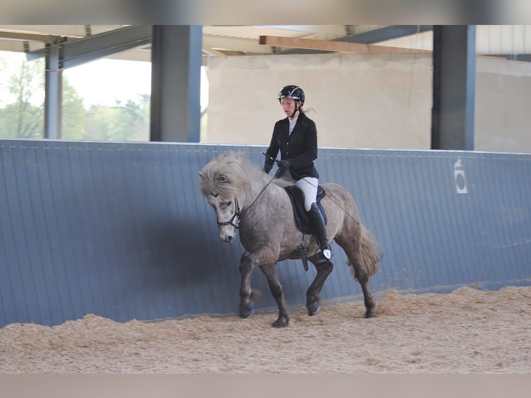 Caballos islandeses Caballo castrado 7 años 145 cm Tordo in Lehmrade